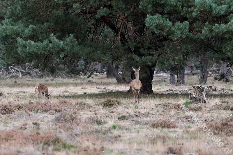 Wild Gespot Op De Nationaal Park De Hoge Veluwe Twentse Foto Site